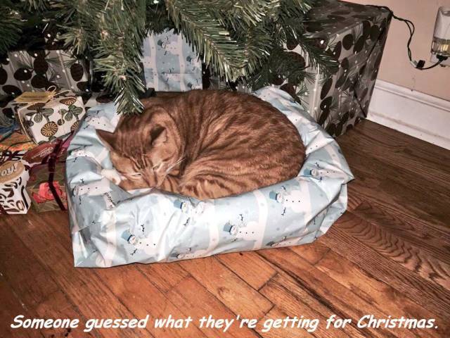 Daily Picdump [WEEKEND EDITION]