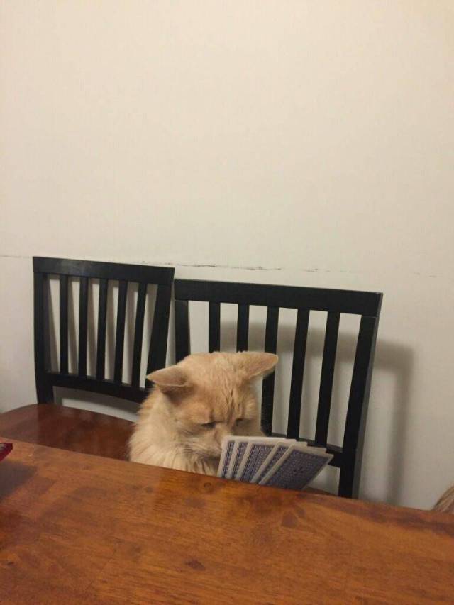 daily picdump weekend edition 60 pics 5.html - 60 HD Photos | Premium Gallery 2017