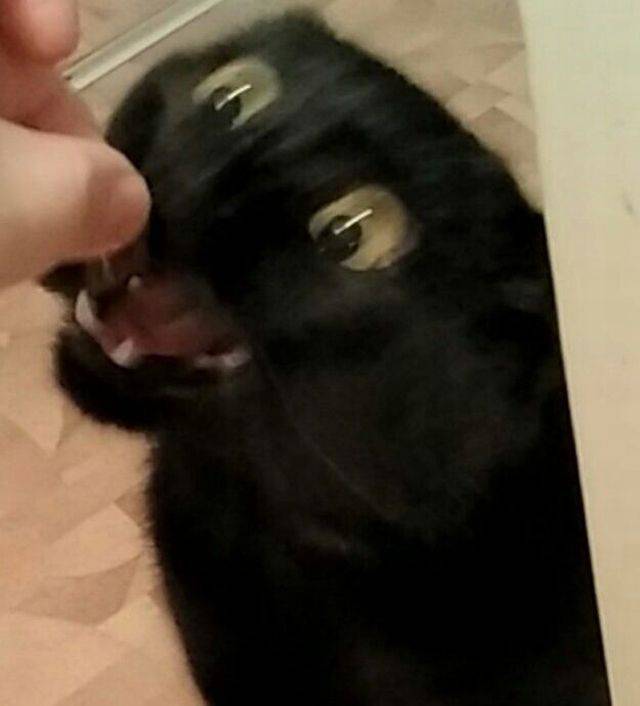 daily picdump 96 pics 36.html - 96 HD Photos | Premium Gallery 2017