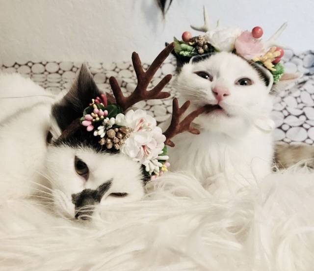 daily picdump 92 pics 19.html - 92 HD Photos | Premium Gallery 2017