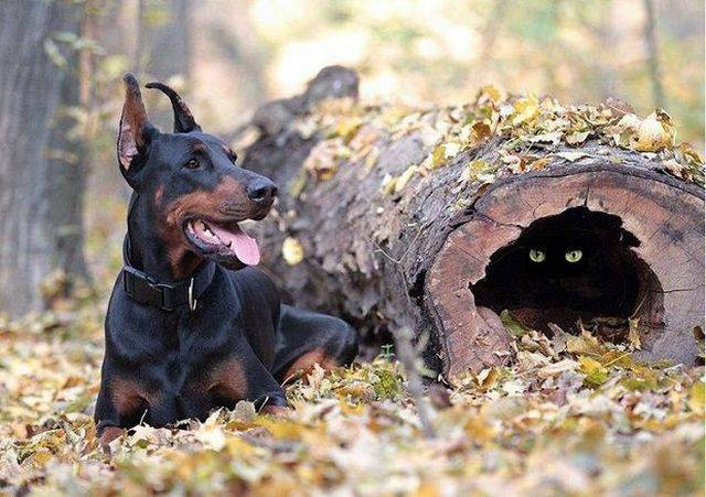 daily picdump 92 pics 19.html - 92 HD Photos | Premium Gallery 2017