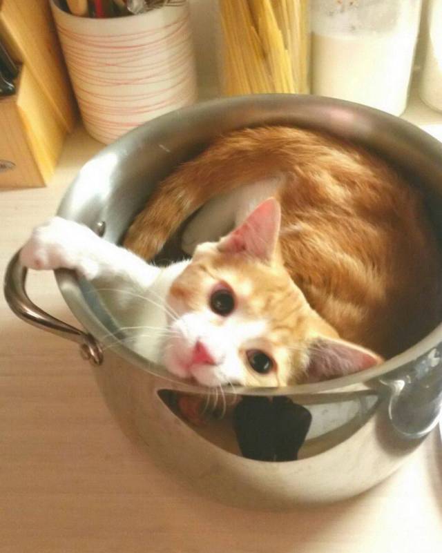 daily picdump 90 pics 2.html - 90 HD Photos | Premium Gallery 2017