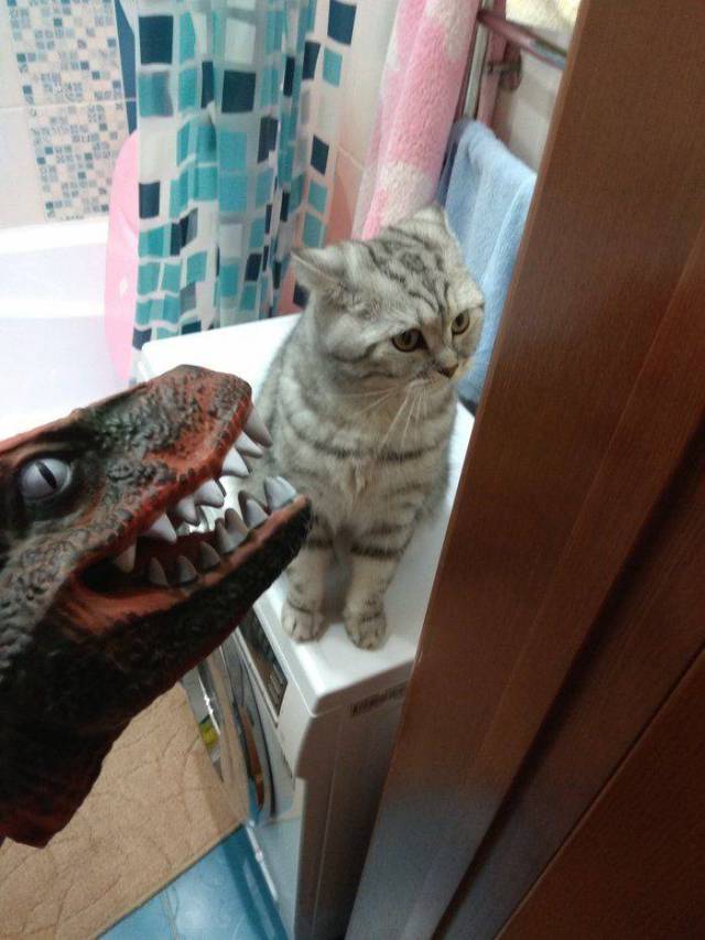 daily picdump 103 pics 8.html - 103 HD Photos | Premium Gallery 2018