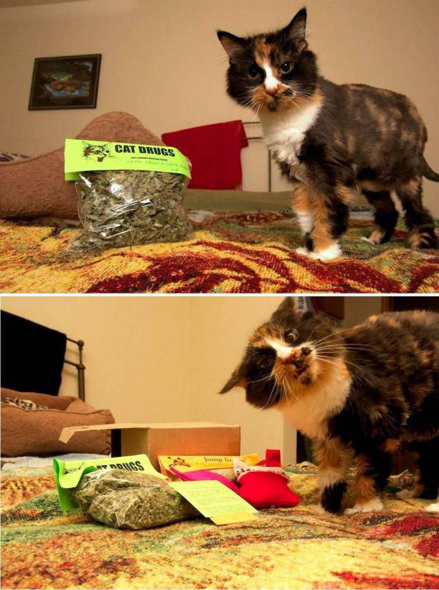 daily picdump 93 pics 3.html - 93 HD Photos | Premium Gallery 2018