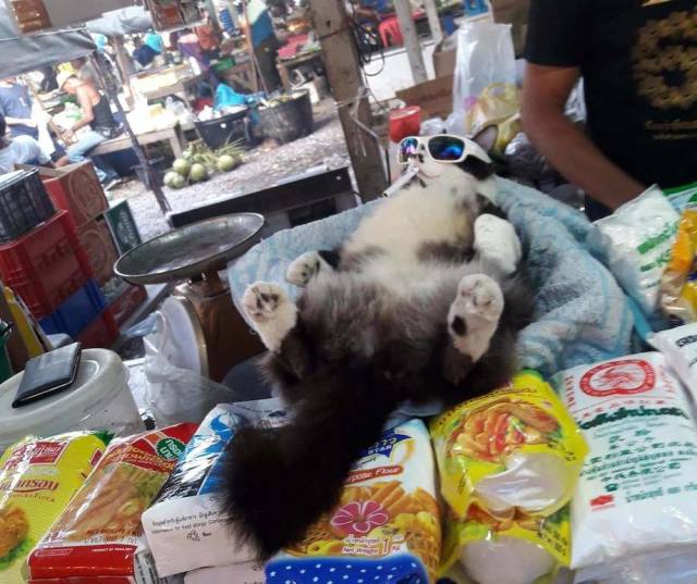 daily picdump weekend edition 51 pics 2.html - 51 HD Photos | Premium Gallery 2018