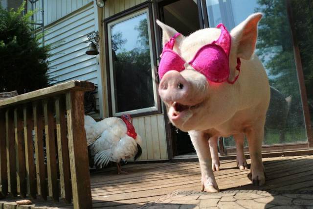 daily picdump 94 pics 2.html - 94 HD Photos | Premium Gallery 2018