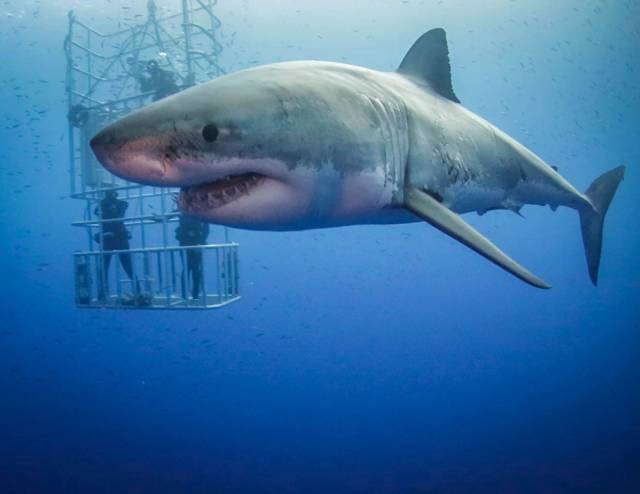 daily picdump 94 pics 2.html - 94 HD Photos | Premium Gallery 2018