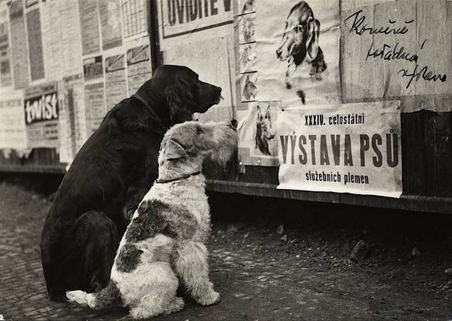 daily picdump 99 pics 5.html - 99 HD Photos | Premium Gallery 2018