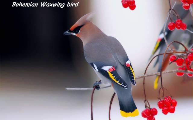 daily picdump weekend edition 67 pics 2.html - 67 HD Photos | Premium Gallery 2018