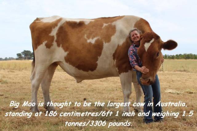 daily picdump weekend edition 67 pics 2.html - 67 HD Photos | Premium Gallery 2018