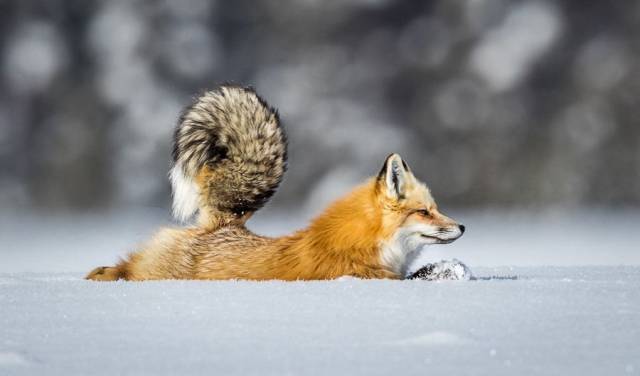 daily picdump 101 pics 30.html - 101 HD Photos | Premium Gallery 2018