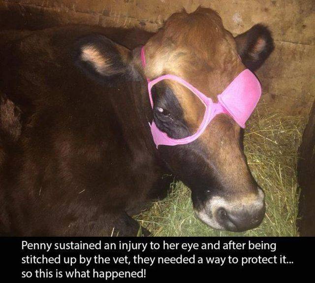 Daily Picdump [WEEKEND EDITION]