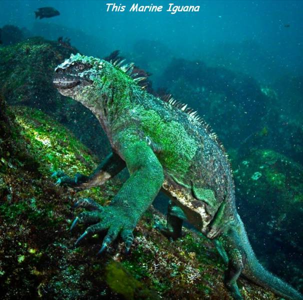 daily picdump weekend edition 72 pics 13.html - 72 HD Photos | Premium Gallery 2018