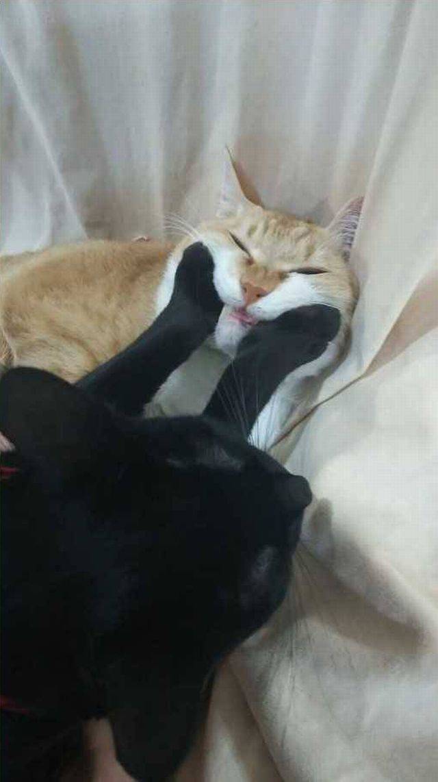 Daily Picdump [WEEKEND EDITION]