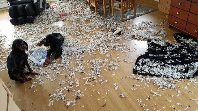 daily picdump 96 pics 47.html - 96 HD Photos | Premium Gallery 2018