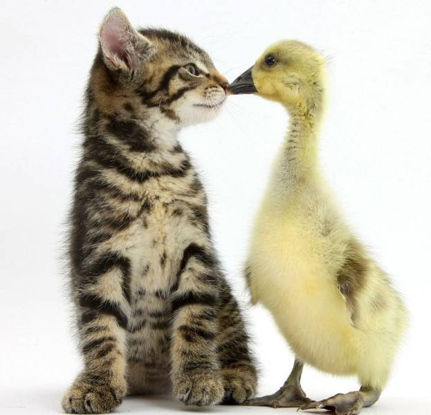 daily picdump 101 pics 4.html - 101 HD Photos | Premium Gallery 2018