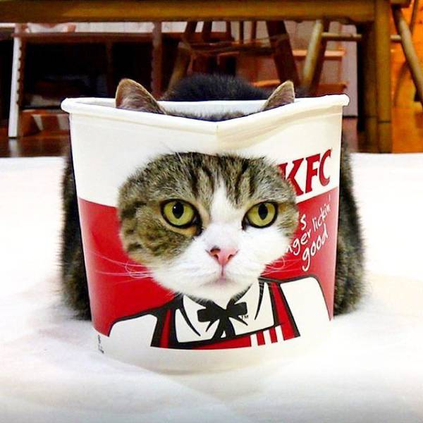 daily picdump weekend edition 61 pics 5.html - 61 HD Photos | Premium Gallery 2018