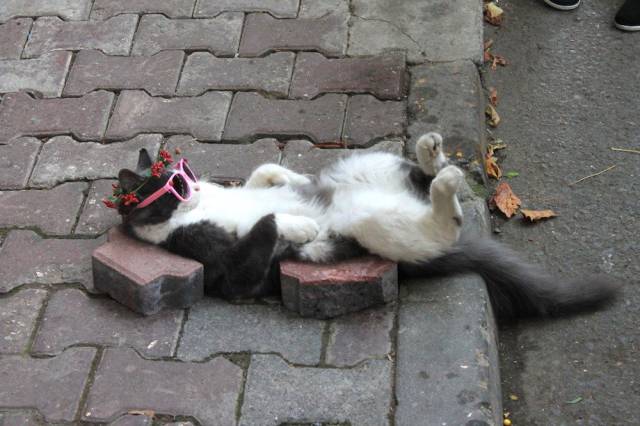 daily picdump weekend edition 51 pics 21.html - 51 HD Photos | Premium Gallery 2018
