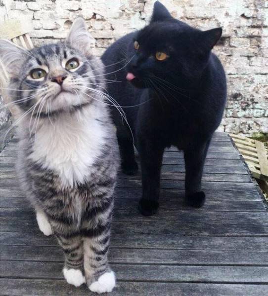 daily picdump weekend edition 51 pics 21.html - 51 HD Photos | Premium Gallery 2018