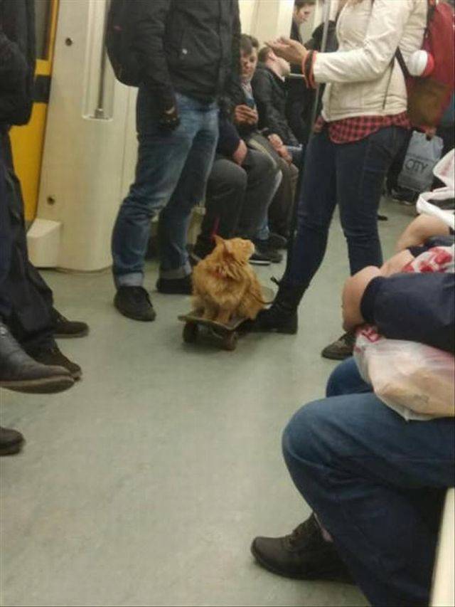 daily picdump 102 pics 38.html - 102 HD Photos | Premium Gallery 2018