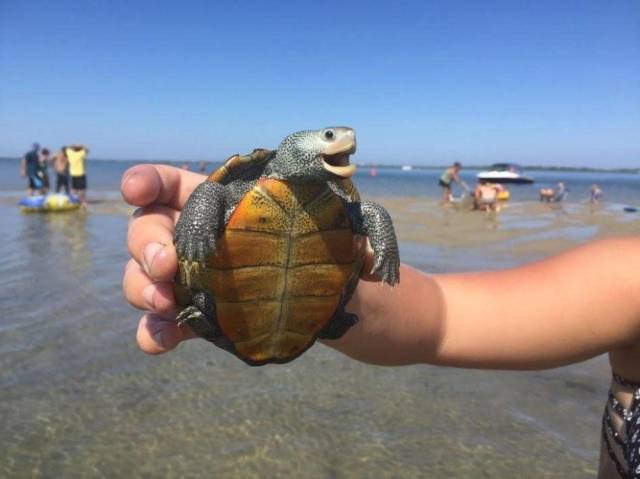 daily picdump weekend edition 68 pics 18.html - 68 HD Photos | Premium Gallery 2018