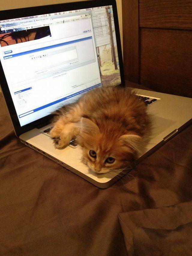 daily picdump 94 pics 21.html - 94 HD Photos | Premium Gallery 2018