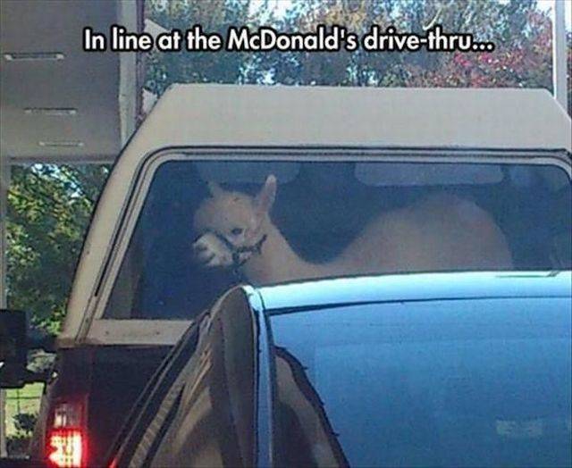 daily picdump 92 pics 42.html - 92 HD Photos | Premium Gallery 2018