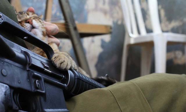 daily picdump 96 pics 13.html - 96 HD Photos | Premium Gallery 2018