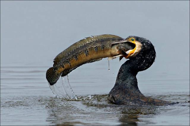 daily picdump 96 pics 13.html - 96 HD Photos | Premium Gallery 2018