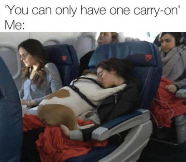 funny picdump 51 pics 7.html - 51 HD Photos | Premium Gallery 2018