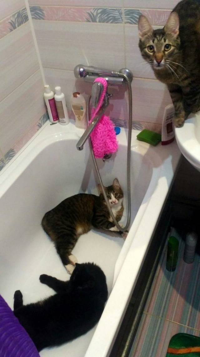 daily picdump 96 pics 40.html - 96 HD Photos | Premium Gallery 2018