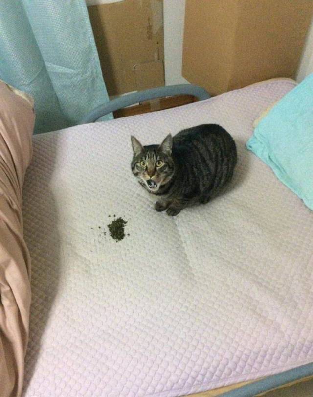 daily picdump 96 pics 40.html - 96 HD Photos | Premium Gallery 2018