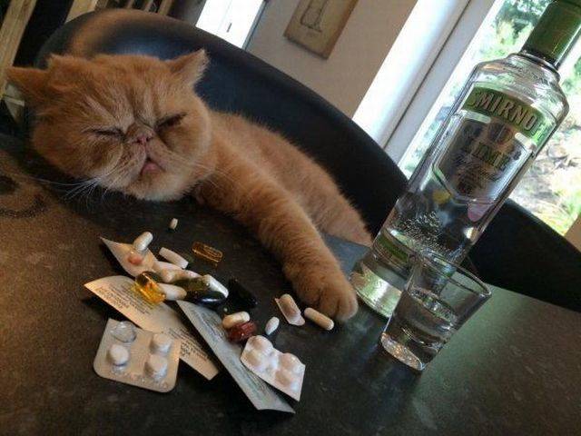 daily picdump weekend edition 68 pics 32.html - 68 HD Photos | Premium Gallery 2018