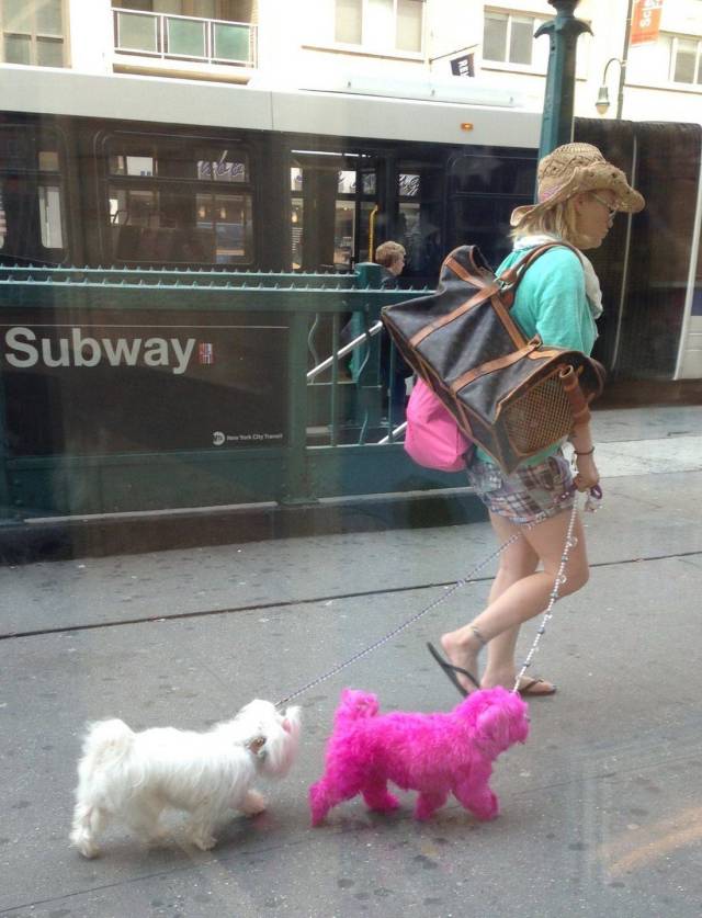 daily picdump weekend edition 68 pics 32.html - 68 HD Photos | Premium Gallery 2018