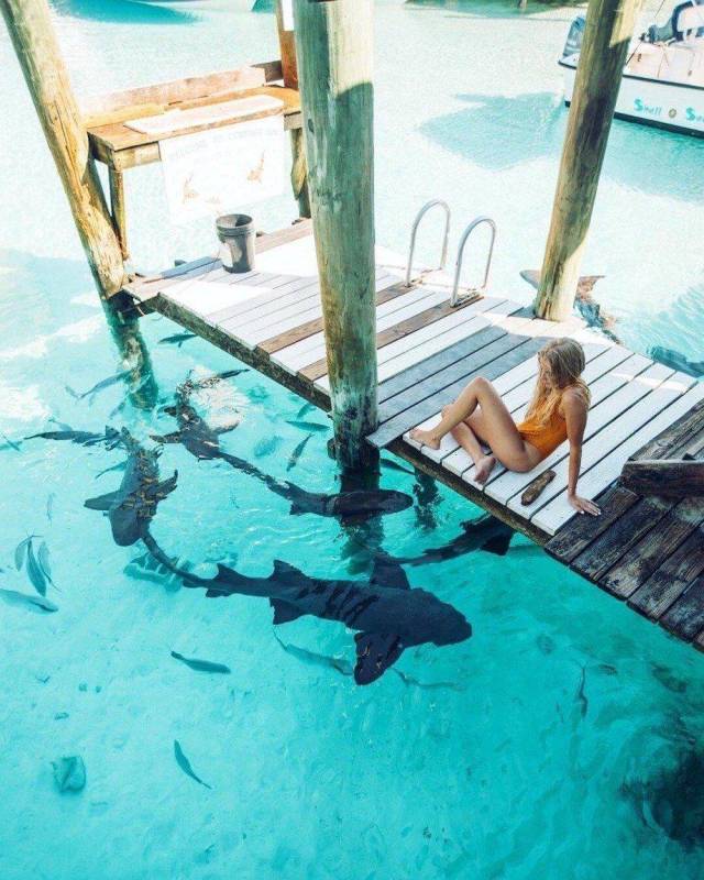 daily picdump weekend edition 68 pics 32.html - 68 HD Photos | Premium Gallery 2018