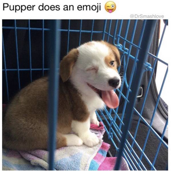 funny picdump 52 pics 16.html - 52 HD Photos | Premium Gallery 2018