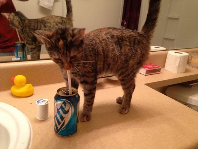 Daily Picdump