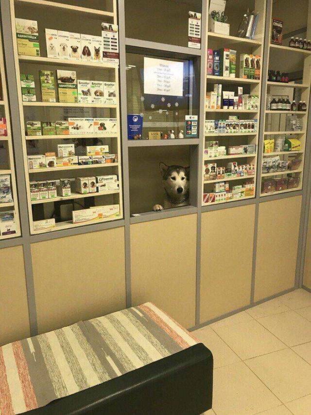 Daily Picdump