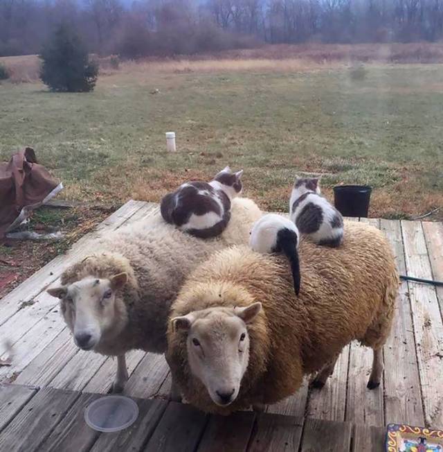 daily picdump 104 pics 21.html - 104 HD Photos | Premium Gallery 2018