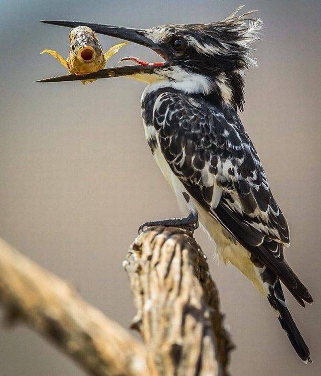 daily picdump 104 pics 21.html - 104 HD Photos | Premium Gallery 2018