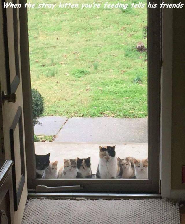 daily picdump weekend edition 62 pics 11.html - 62 HD Photos | Premium Gallery 2018