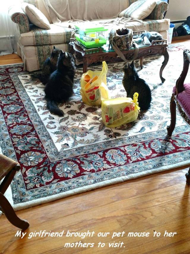 daily picdump 98 pics 11.html - 98 HD Photos | Premium Gallery 2018