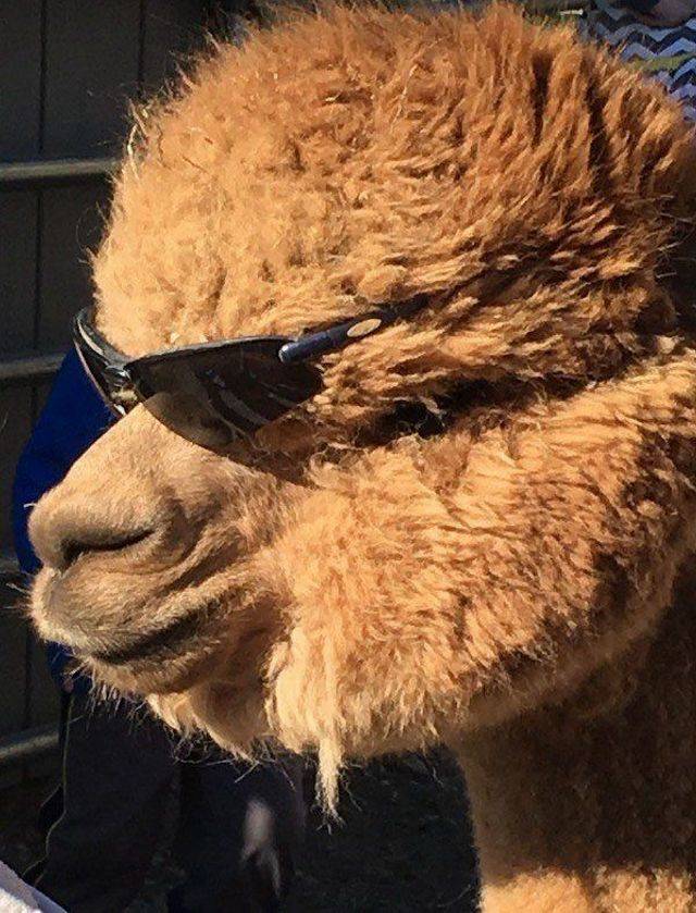 daily picdump 98 pics 11.html - 98 HD Photos | Premium Gallery 2018