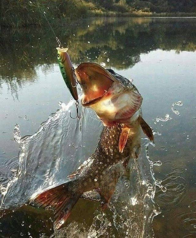 daily picdump 111 pics 46.html - 111 HD Photos | Premium Gallery 2018