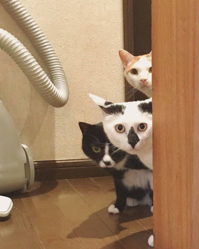 daily picdump 90 pics 41.html - 90 HD Photos | Premium Gallery 2018