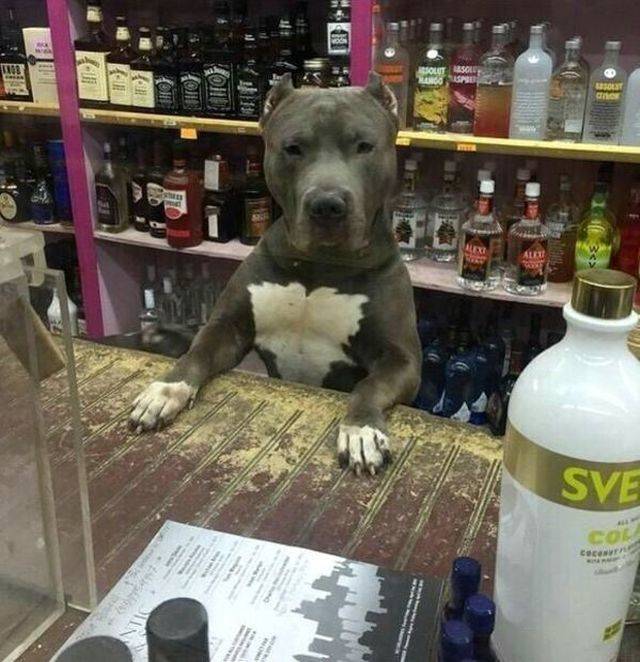 daily picdump weekend edition 67 pics 17.html - 67 HD Photos | Premium Gallery 2018