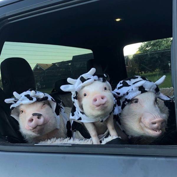 daily picdump 101 pics 45.html - 101 HD Photos | Premium Gallery 2018