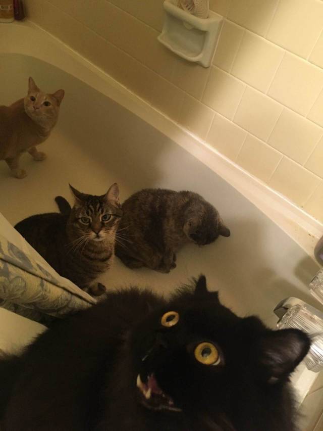 daily picdump 96 pics 43.html - 96 HD Photos | Premium Gallery 2018