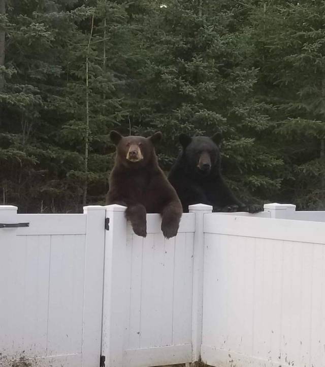 daily picdump 105 pics 22.html - 105 HD Photos | Premium Gallery 2018