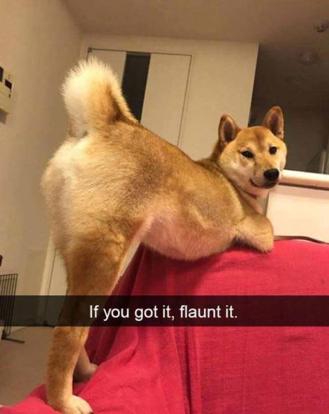 funny picdump 52 pics 9.html - 52 HD Photos | Premium Gallery 2018